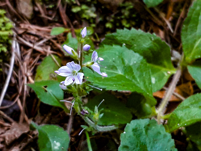 Veronica montana?  No, Veronica officinalis